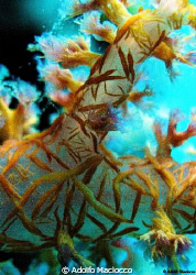Deep Purple.
Soft Coral close-up
Sharm el Sheikh by Adolfo Maciocco 